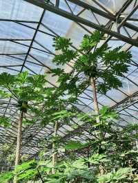 ✅ Global innovations – See how China leads in smart agriculture!