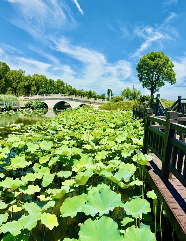 誤入莫奈花園！上海閔行浦江鎮牌樓村賞荷攻略