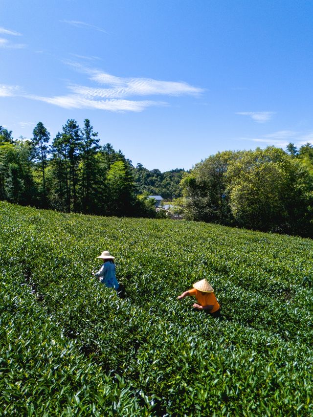 夏日武夷，揭秘岩茶誕生的「心」旅程