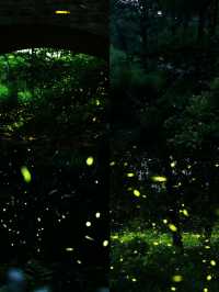 南京夏夜『爆燈』啦！7-8月限定螢火蟲雨，錯過要等一年！