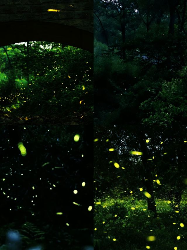 南京夏夜『爆燈』啦！7-8月限定螢火蟲雨，錯過要等一年！