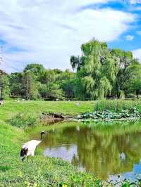 暑假沈陽森林動物園親子遊攻略,附酒店推薦!