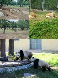 西安最新親子打卡地｜秦嶺野生動物園新展地驚艷亮相！