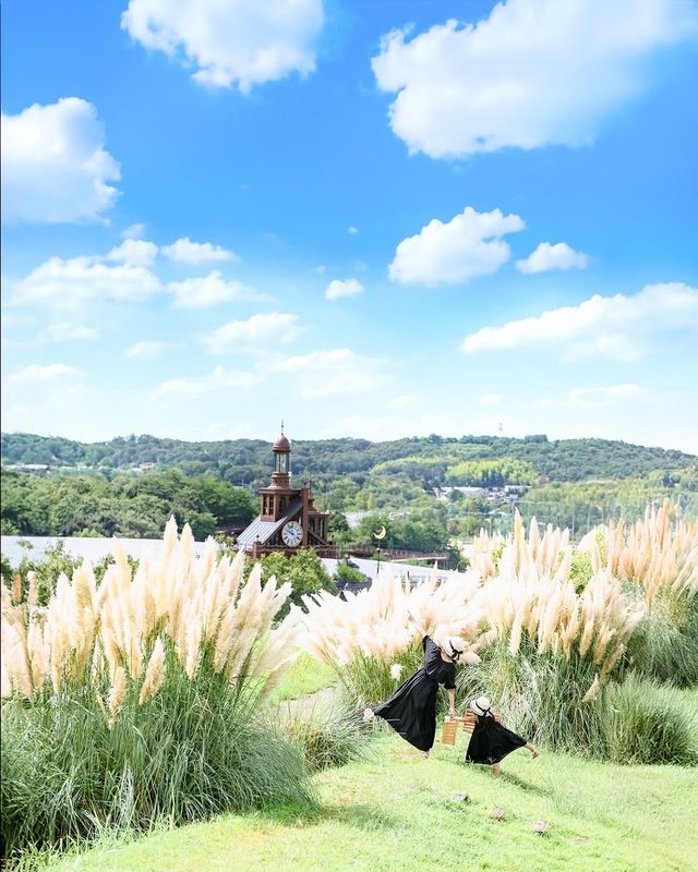 限定2日森之戀公園舉辦蘆葦草攝影會 限定2日森之戀公園舉辦蘆葦草攝影會