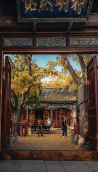 青島天后宮的銀杏不負秋天的美景