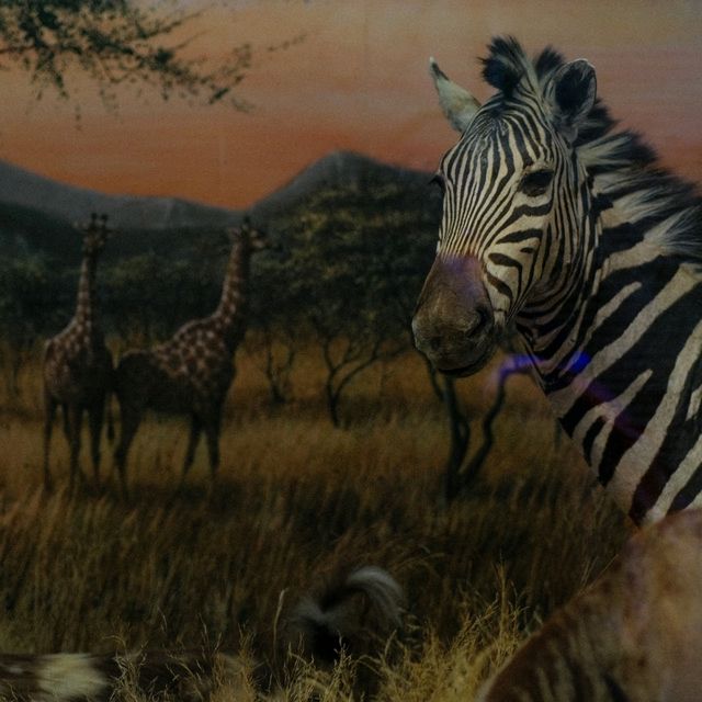 🦴 Natural History Museum Helsinki – A Journey Through Time and Nature