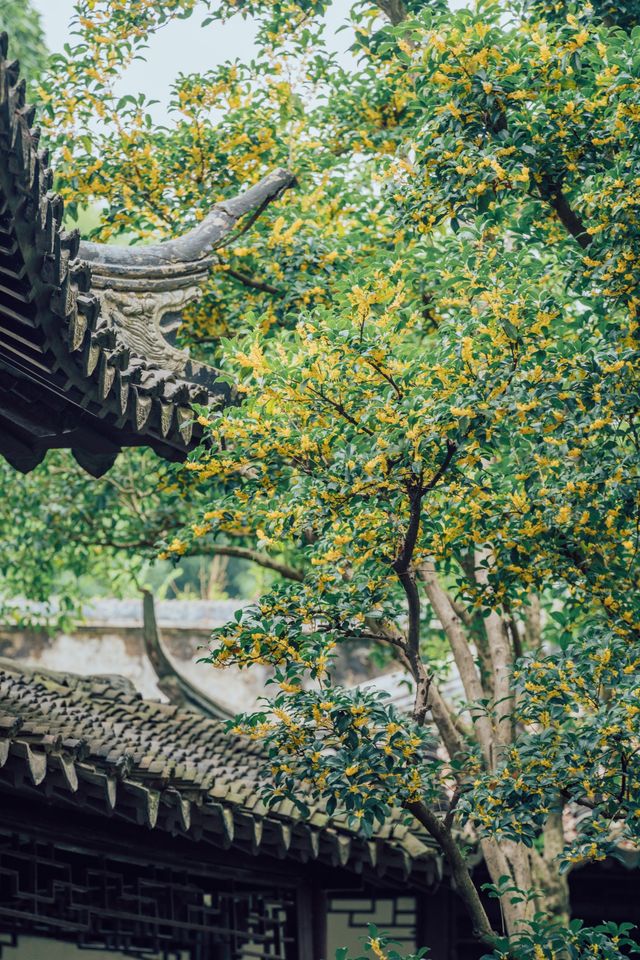 降溫了！我開始期待滄浪亭的桂花花窗……