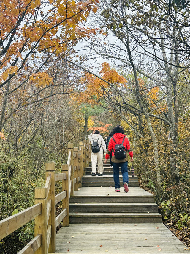 國慶別亂跑！四川這座山把秋天染成紅色海洋，《國家地理》都誇爆