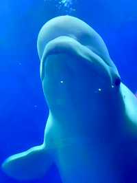 我在大連與企鵝撒嬌、在海底隧道被魟魚“撩”了