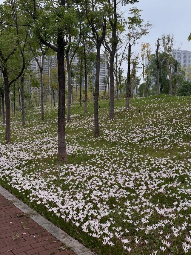 油畫感爆棚！長沙磨盤洲私藏秘境闖入莫奈花園太浪漫