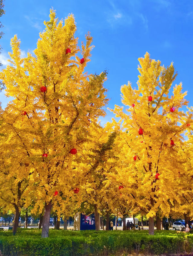 奧森賞秋攻略粉黛子·銀杏·花海·紅葉… 奧森賞秋攻略粉黛子·銀杏·花海·紅葉…