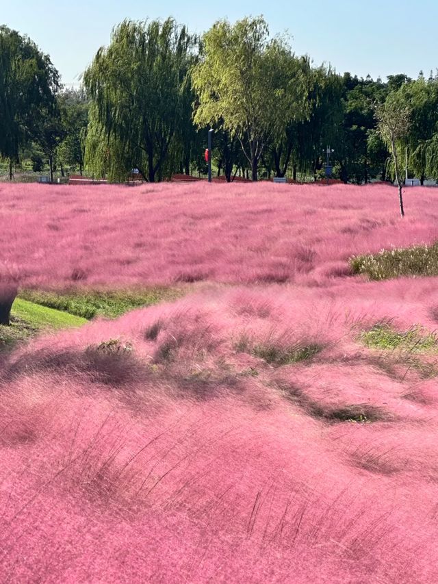 速去!上海濱江森林公園粉黛子最佳觀賞期 速去!上海濱江森林公園粉黛子最佳觀賞期