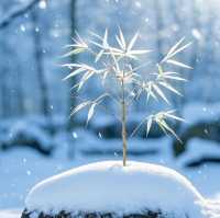 竹子與雪的絕美邂逅,冬日裡的詩意畫卷