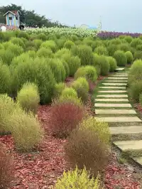 人,速來成都漫花地膚草要變紅啦~