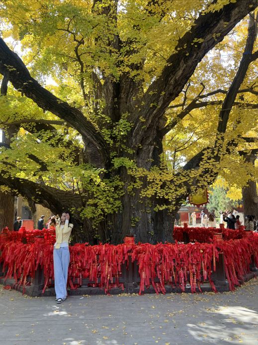 3800年古銀杏樹絕美遊覽體驗｜Trip.com 莒縣