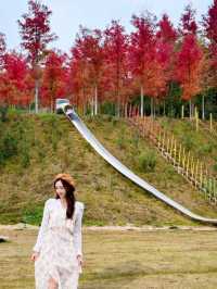 廣州出發!2.5小時車程找到廣東秋日拍照聖地