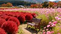 九州神仙花海！九重花卉公園全攻略