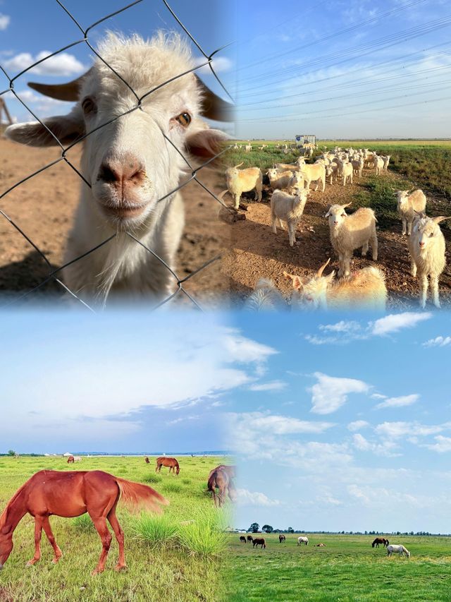 不回去了，我決定留在鄂爾多斯草原放羊了……— 治癒系草原攻略