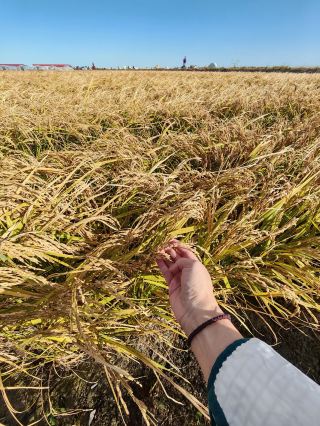 Fujin Ten-Thousand-Mu Rice Park