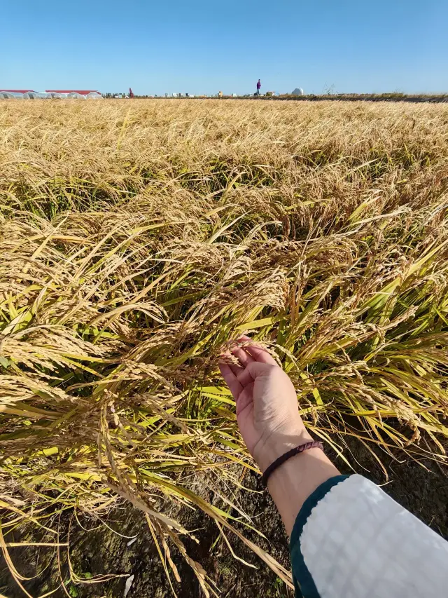 Fujin Ten-Thousand-Mu Rice Park