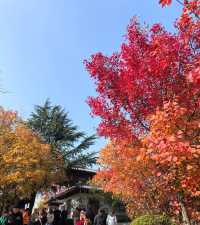 濟南賞秋之紅葉谷