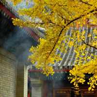 🍁 가을이 가장 아름다운 사찰, 대비사에서 찾은 고요함