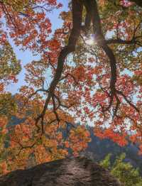 帶父母崂山賞秋輕鬆攻略：慢品山海秋韻