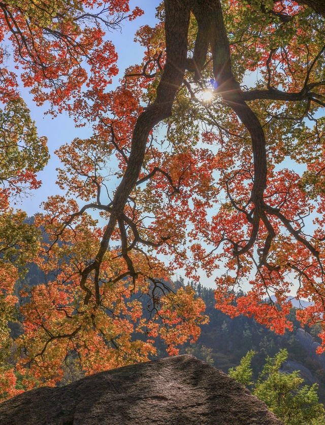 帶父母崂山賞秋輕鬆攻略：慢品山海秋韻