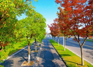 なんてことだ、江北のこの5つの道はまるでおとぎ話のように美しい