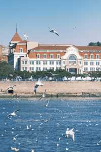 青島|人人喜愛的海鷗又回來啦餵海鷗真好玩