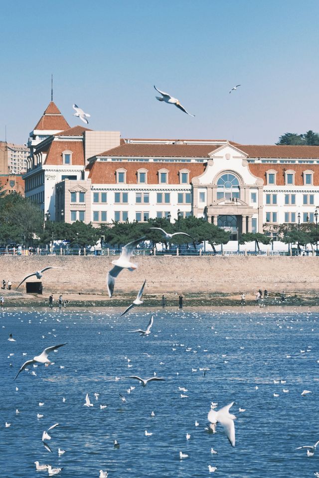 青島|人人喜愛的海鷗又回來啦餵海鷗真好玩