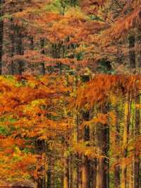 南昌｜是秋天的味道