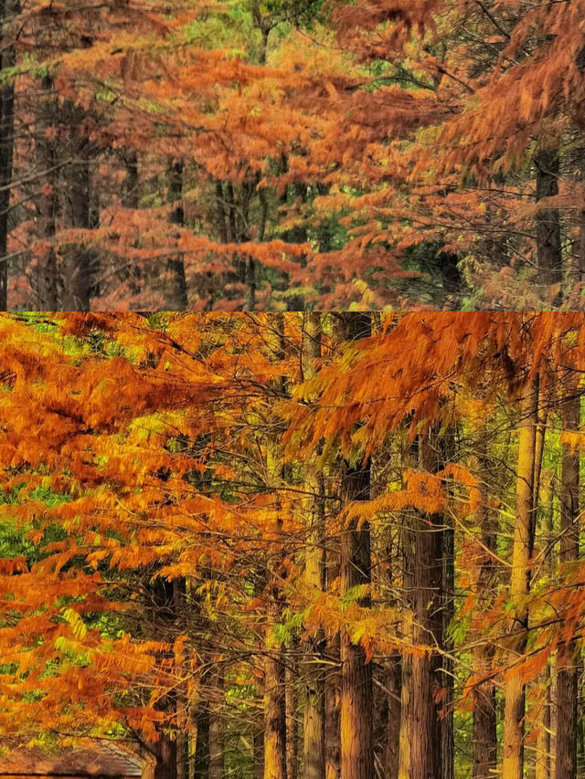 南昌｜是秋天的味道