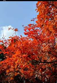 北國秋日仙境!紅葉谷絕美打卡攻略