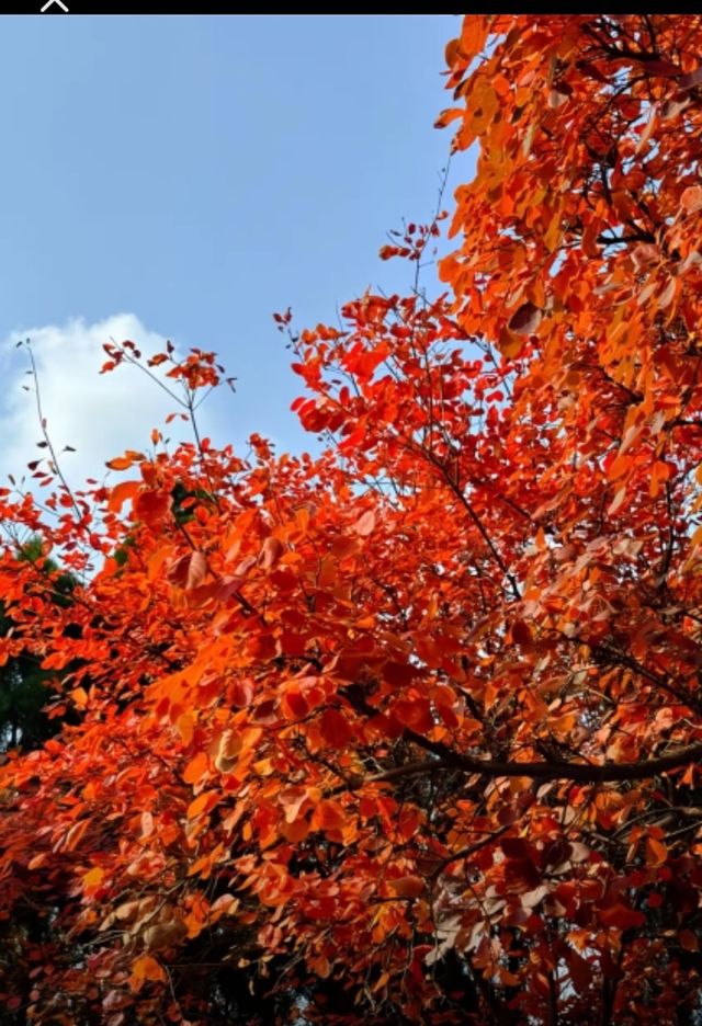 北國秋日仙境!紅葉谷絕美打卡攻略 北國秋日仙境!紅葉谷絕美打卡攻略