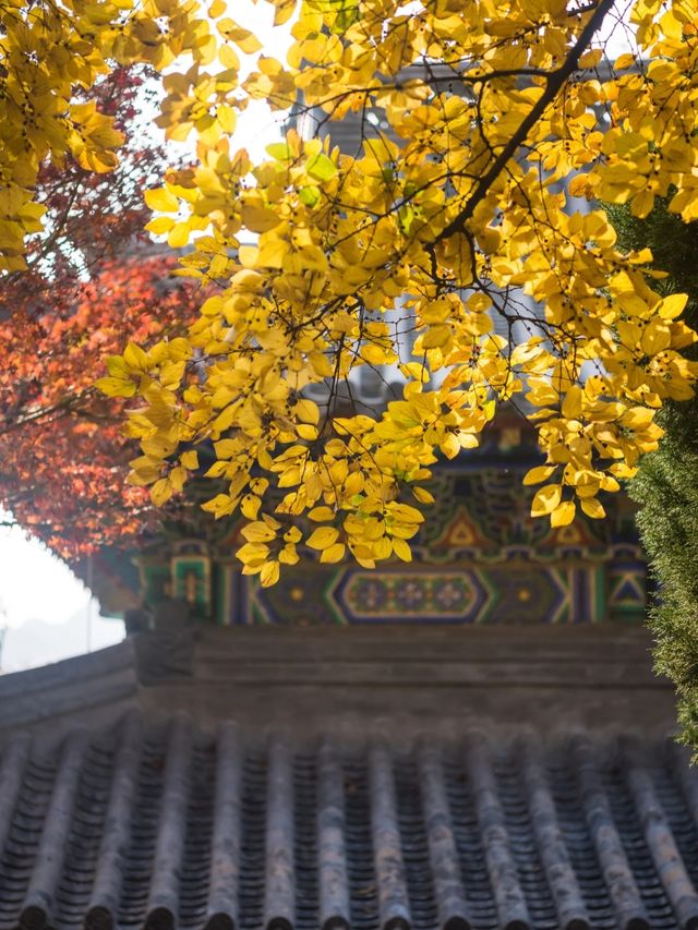 從來銀杏不負秋,原來銀杏最懂秋… 從來銀杏不負秋,原來銀杏最懂秋…