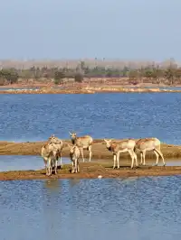 鹽城｜江蘇肯尼亞名不虛傳