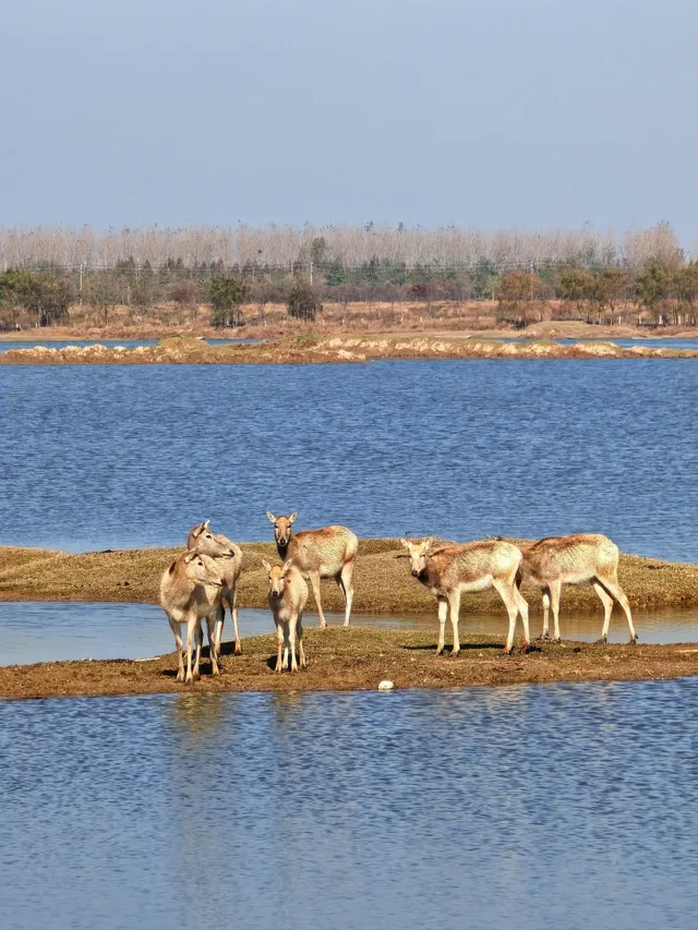 鹽城｜江蘇肯尼亞名不虛傳