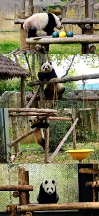 30歲小登一人5h 免門票遊上海野生動物園