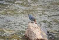 莫干山冬季觀鳥節開啟