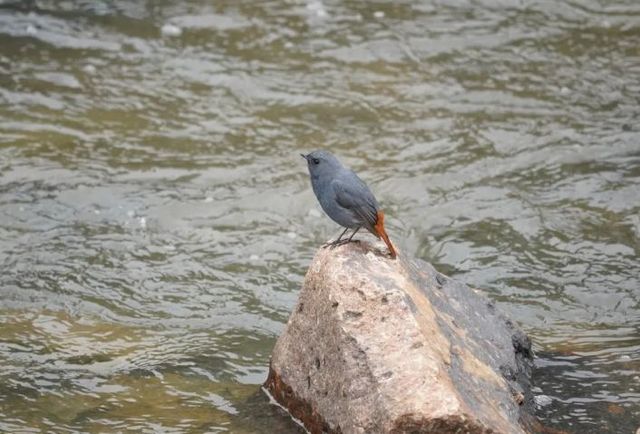 莫干山冬季觀鳥節開啟 莫干山冬季觀鳥節開啟