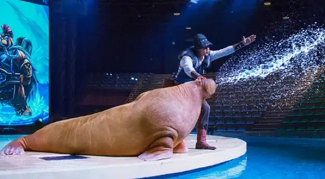 海底動物城上線，頂流海洋明星亮相