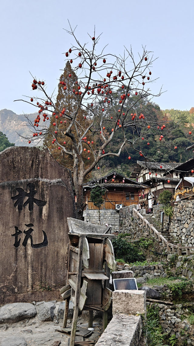 婺源太遠?溫州永嘉林坑村曬秋攻略來啦! 婺源太遠?溫州永嘉林坑村曬秋攻略來啦!