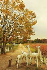 廣富林的深秋中式美學達到巔峰!