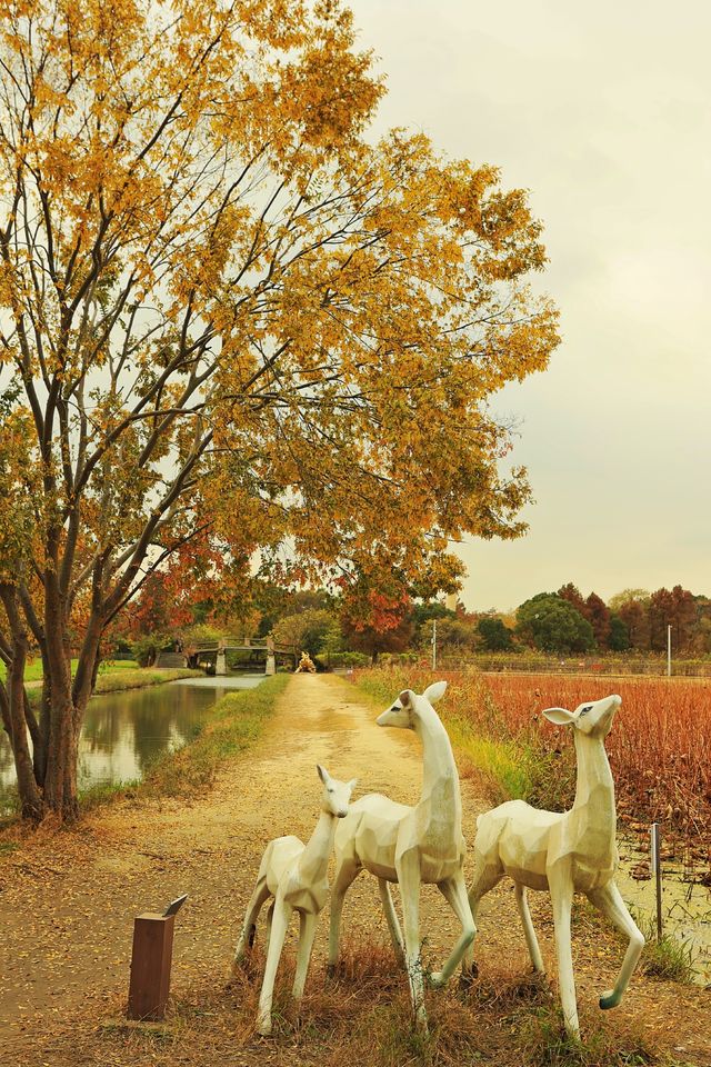 廣富林的深秋中式美學達到巔峰! 廣富林的深秋中式美學達到巔峰!