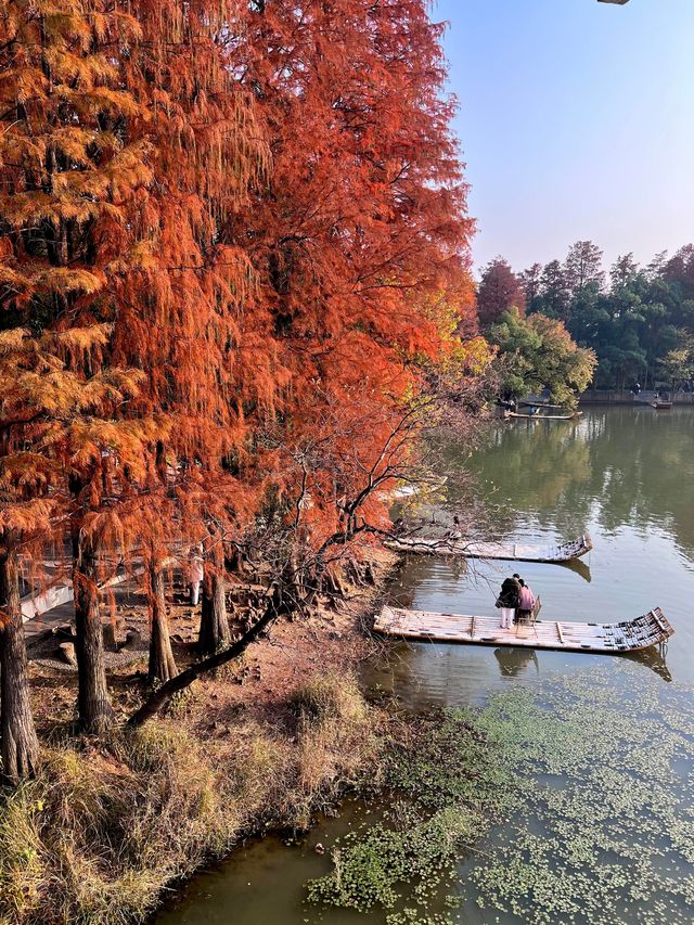 「武漢賞秋」一日遊仙境攻略~ 「武漢賞秋」一日遊仙境攻略~