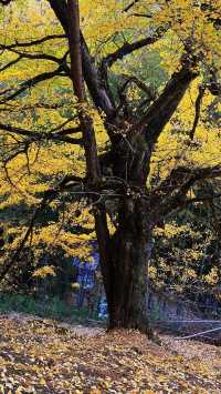 銀杏樹下慢時光,德化丁榮村