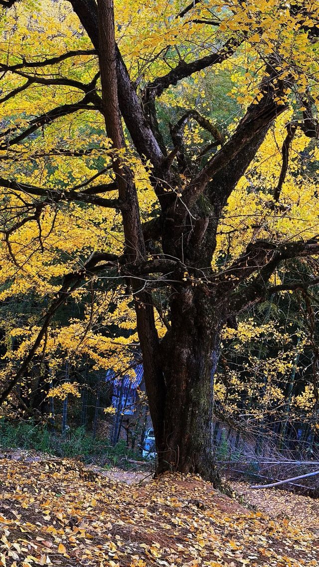銀杏樹下慢時光,德化丁榮村 銀杏樹下慢時光,德化丁榮村
