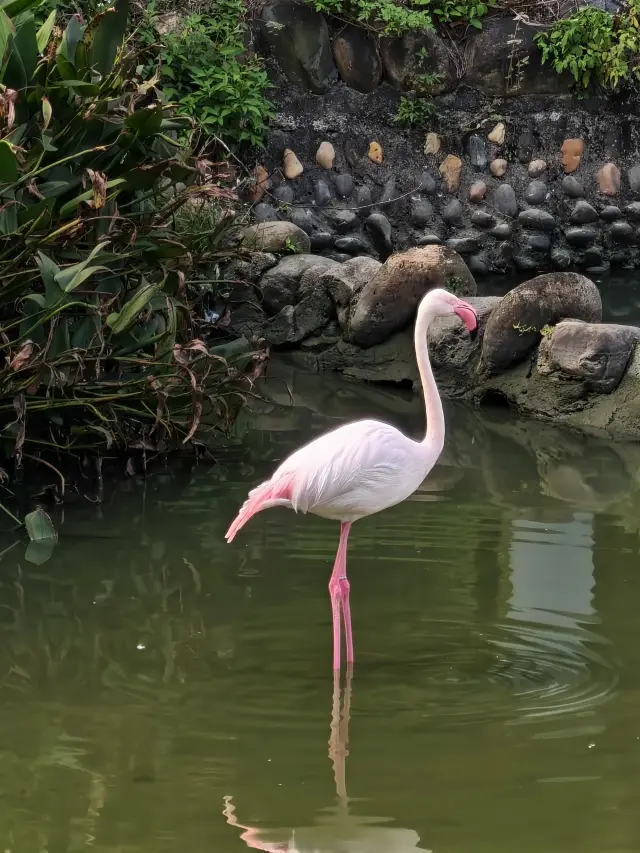 澳門6元直達小眾秘境動物園