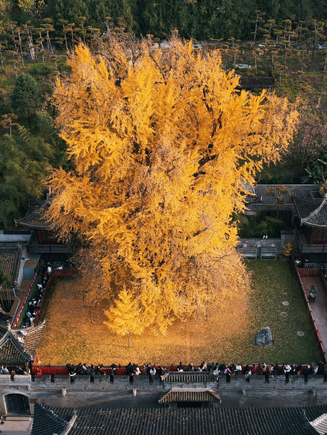 古觀音禪寺千年銀杏探秘 | 終南山下秋日禪心之旅 古觀音禪寺千年銀杏探秘 | 終南山下秋日禪心之旅